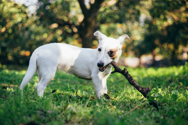 Jack russell puppy playing with wooden stick