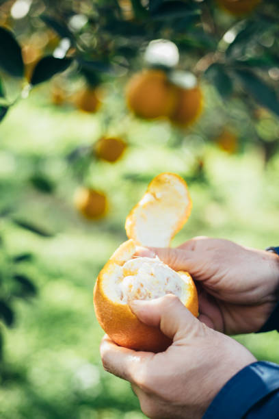istock Man peeling orange with his hands at fruit garden 1363147834