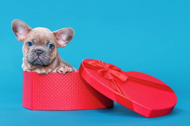 istock Valentine's day puppy 1363148993