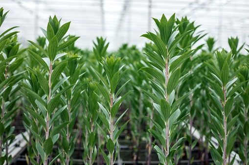 The inside of a working greenhouse