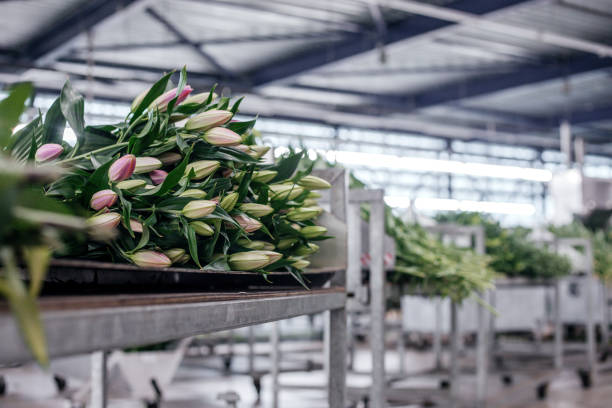istock The inside of a working lily greenhouse 1363149110