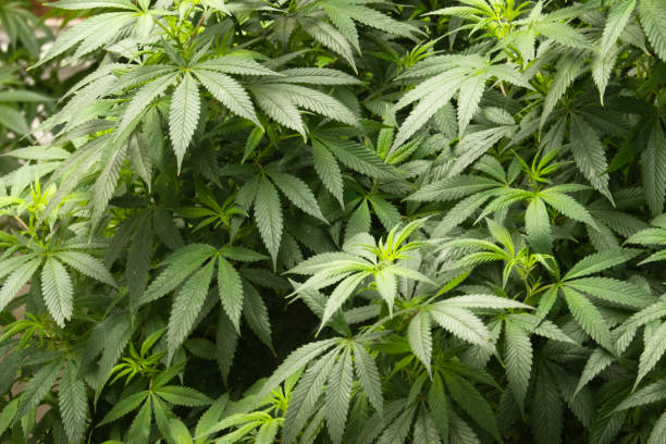istock Cannabis plants in greenhouse 1363150035