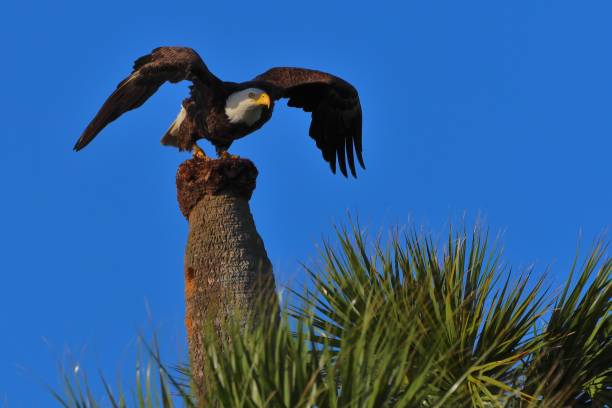 bald eagle wznosić się - eagle animal bald eagle surveillance zdjęcia i obrazy z banku zdjęć