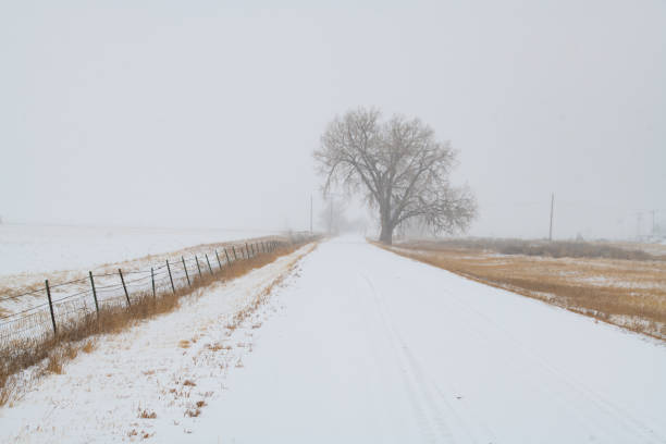 istock Lone tree in snow - Cold and snowing on lonely road in northwest prairie 1363153169