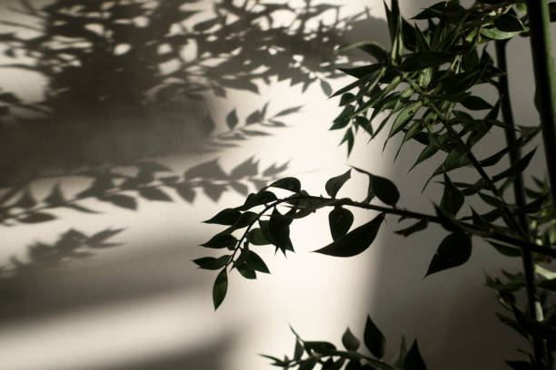 istock Shadows with  decorative Christmas plants with green leaves 1363153698