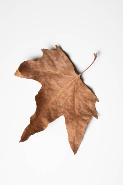 istock Leaf autumn fall seasonal nature 1363154048