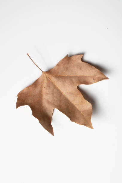 istock Dried leaves on white background. Fall concept. 1363154857