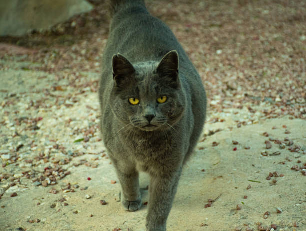 Blue Russian Cat stock photo