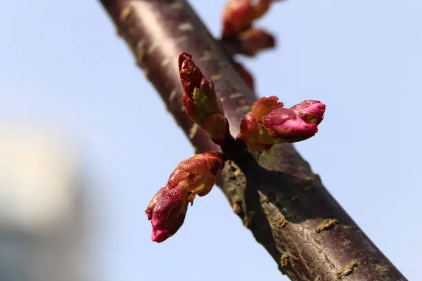 Pink rosebud cherry (prunus subhirtella) buds in a closeup color image. Blue sky in the background. Traditional cute Japanese springtime flowers photographed in Helsinki cherry park (kirsikkapuisto).