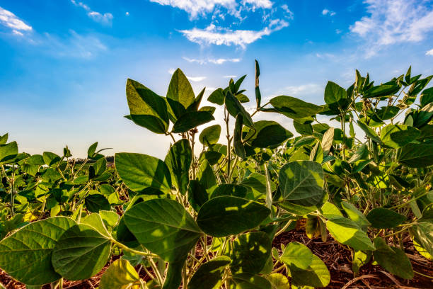 istock Soybean field in a sunny day. Agricultural scene. 1363156061