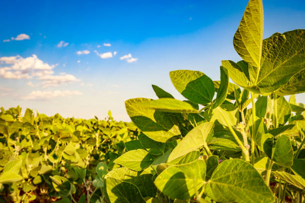 istock Soybean field in a sunny day. Agricultural scene. 1363156076