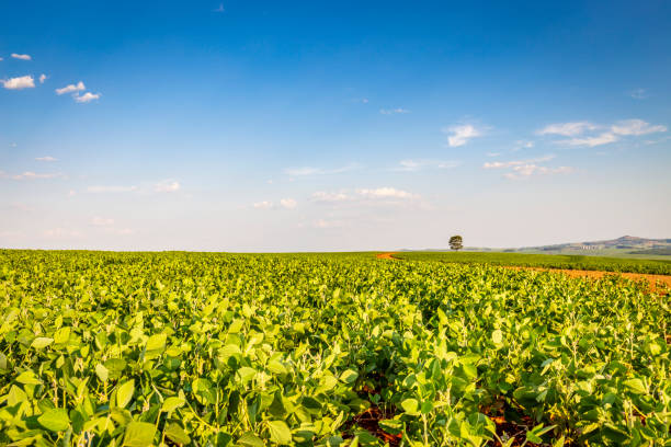 istock Soybean field in a sunny day. Agricultural scene. 1363156087