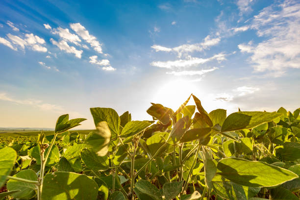 istock Soybean field in a sunny day. Agricultural scene. 1363156093