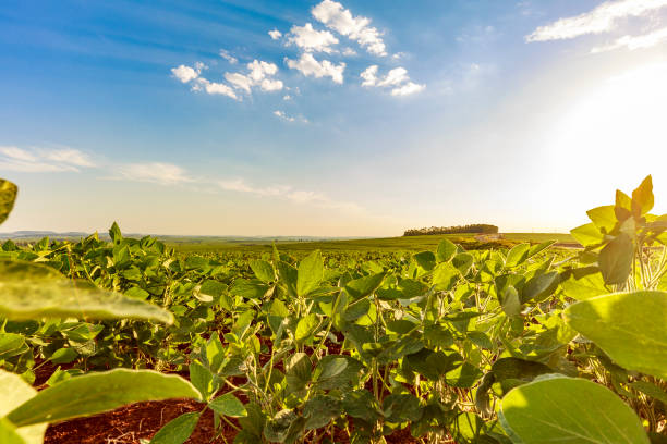 istock Soybean field in a sunny day. Agricultural scene. 1363156116