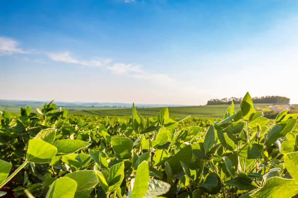 istock Soybean field in a sunny day. Agricultural scene. 1363156125