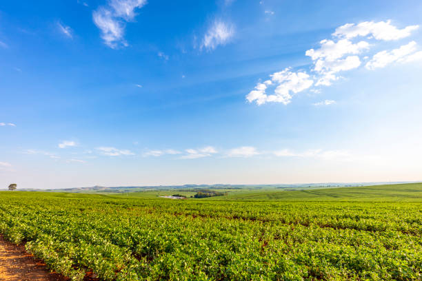 istock Soybean field in a sunny day. Agricultural scene. 1363156126