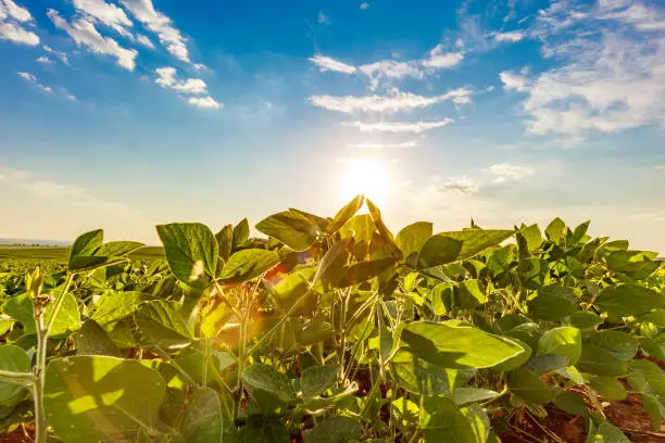 Photo of Soybean field in a sunny day. Agricultural scene.