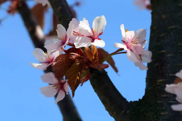 Photo of Pink and Red Rosebud Cherry (Sakura) Three Flowers