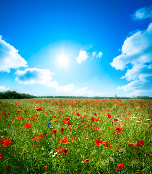 istock field poppy flower 1363157504