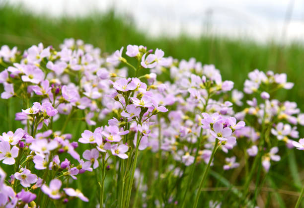 Cardamine pratensis on a spring meadow in the Thuringian Rhön