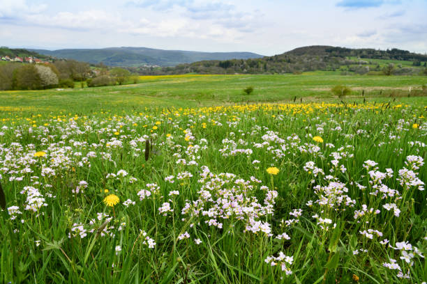 Cardamine pratensis on a spring meadow in the Thuringian Rhön