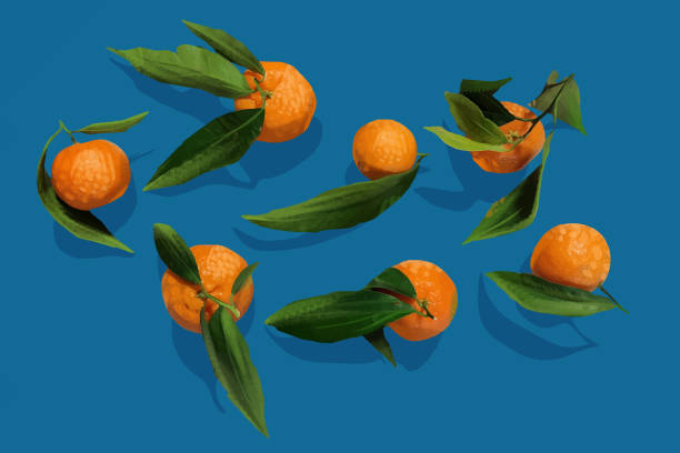 ilustrações, clipart, desenhos animados e ícones de delicioso mandarin - citrus fruit orange mandarin orange tangerine