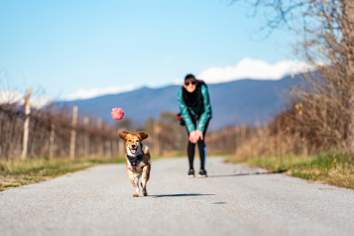 Mid Adult Woman and her Young Kooikerhondje Dog Enjoy Playing with the Ball in the Nature