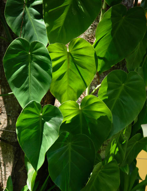 istock Green leaves exposed to the sun 1363165730