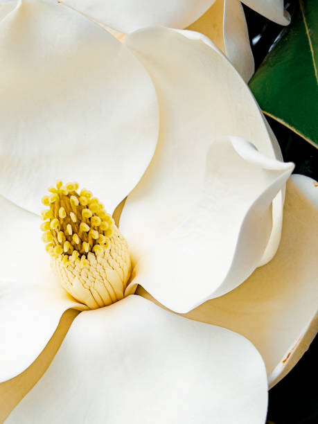 primo piano fiore magnolia - magnolia blossom flower head single flower foto e immagini stock