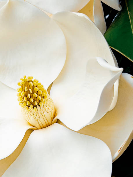 Magnolia Flower Closeup