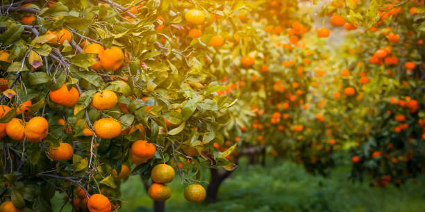 istock Beautiful garden with oranges, mandarines trees. 1363169326