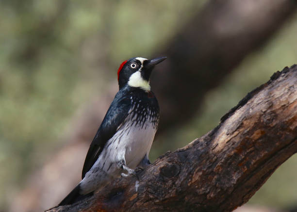 istock Acorn Woodpecker (female) (melanerpes formicivorus) 1363171468