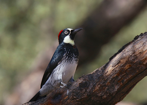 Acorn Woodpecker (female) (melanerpes formicivorus)