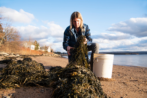 A woman demonstrating harvesting a small sustainable amount of loose seaweed washed up above the high tide mark on a north Atlantic beach.  Seaweed harvesting is controlled by legislation in most areas.  This Ascophyllum nodosum (rockweed) was returned to where it was picked from. Seaweed is a valuable garden and agricultural fertilizer and food source in many cultures. Photographed in North America.