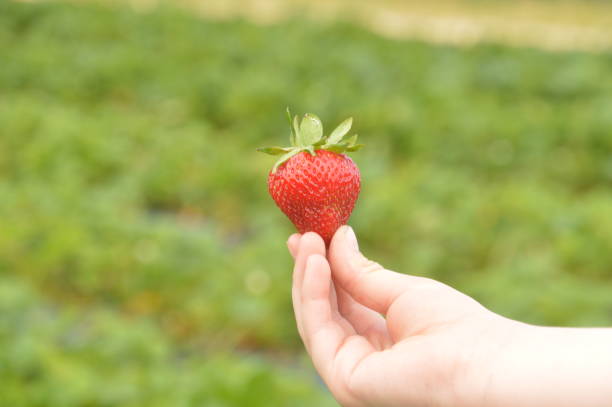 istock Holding a Fresh Picked Strawberry 1363173743