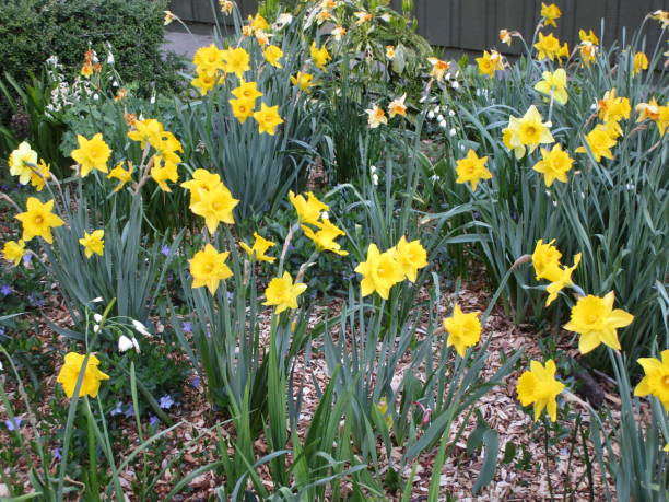 istock Bright Colorful Yellow Daffodil Flowerbed Blooming in Springtime 2021 1363174082