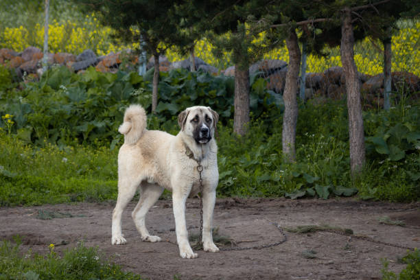 A noble Sivas kangal dog. Turkish Anatolian Shepherd Dog Kangals, which are Anatolian shepherd dogs, are purebred and brave dogs. These dogs, which are the closest friends of shepherds, are effective protectors in the fight against wolves and wild animals. kangal dog stock pictures, royalty-free photos & images