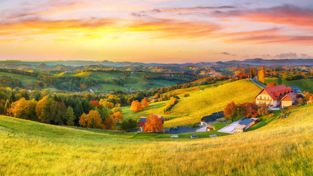 istock Spectacular vineyards landscape in Austria 1363177679