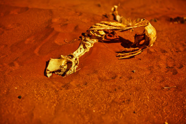 Broken Hill, Australia- October 16 2009 : The skeleton of a kangaroo is laying next to road after being hit by a car