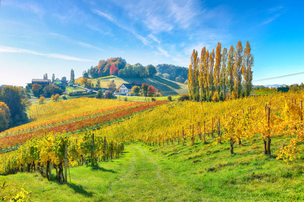istock Spectacular vineyards landscape in Austria 1363179688