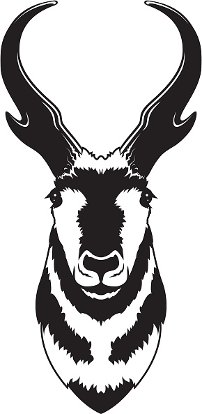 This is a black and white vector drawing of a buck pronghorn head