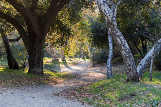 Forest path through Sycamore and Oak trees in the La Canada Flintridge area of Los Angeles County, California.