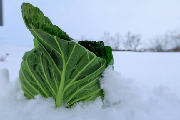 istock Stored winter vegetables in the snow 1363184764