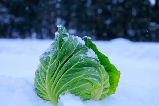 istock Stored winter vegetables in the snow 1363184934