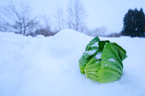 istock Stored winter vegetables in the snow 1363185014
