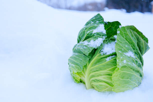 istock Stored winter vegetables in the snow 1363185046