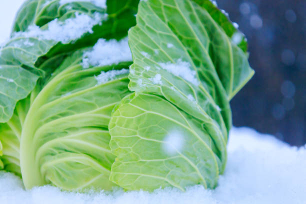 istock Stored winter vegetables in the snow 1363185074