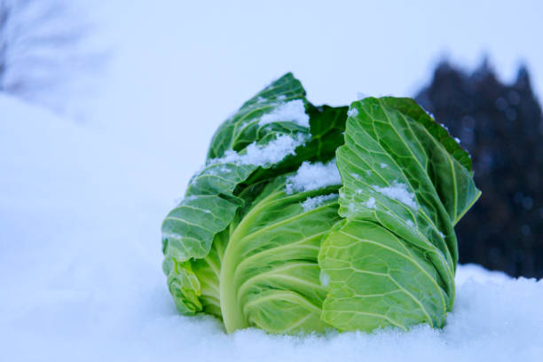 istock Stored winter vegetables in the snow 1363185082