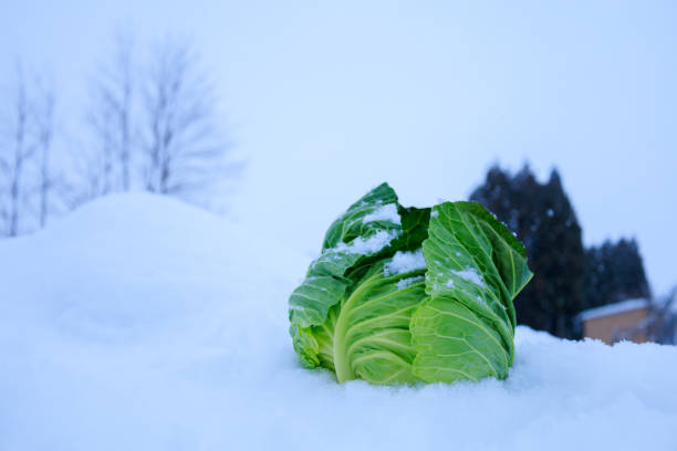 istock Stored winter vegetables in the snow 1363185098