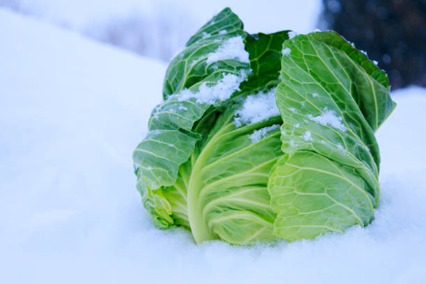 istock Stored winter vegetables in the snow 1363185131